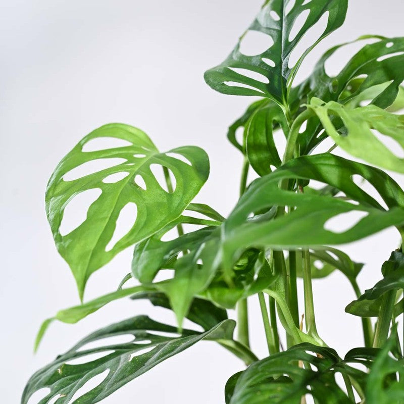 Ugaoo Broken Heart Plant media 3