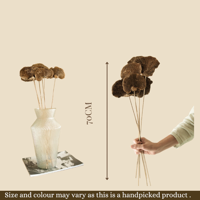 Natural Sponge Mushroom Bunch - Set Of Five media 4