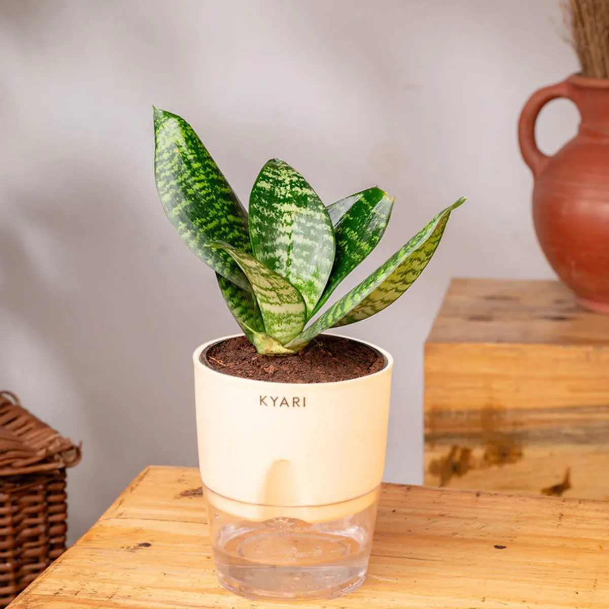 Sansevieria Snake Plant in an ivory pot displayed on a wooden surface