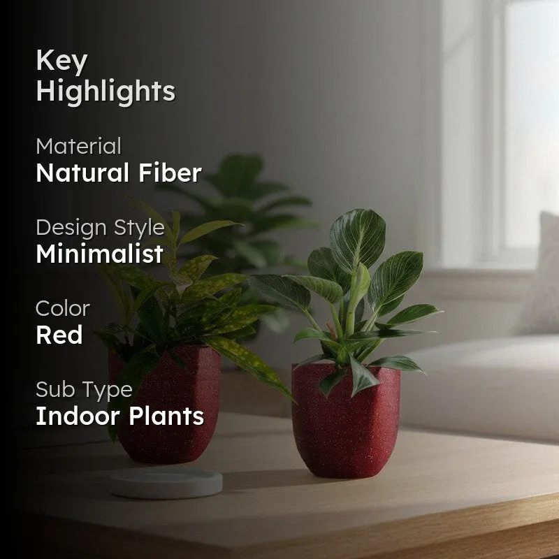 Greenkin Bamboo & Birkin Live Plants (Red) - Set Of Two media 2