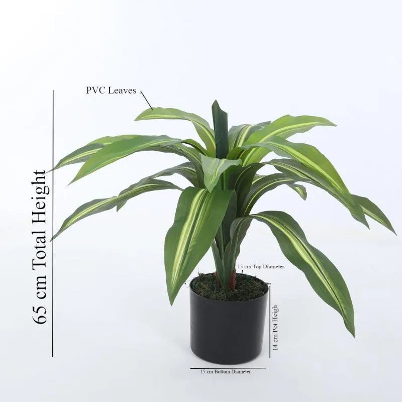 Faux Dracaena Plant With Black Plastic Pot - 2.13 ft media 6