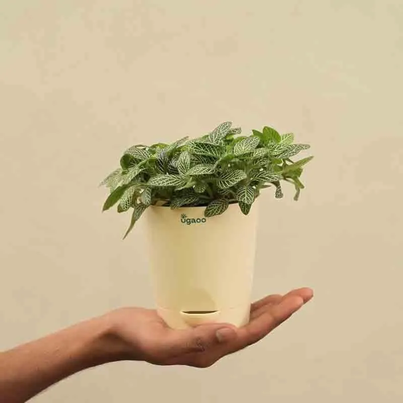 Ugaoo Fittonia Green Plant (Nerve Plant) media 6