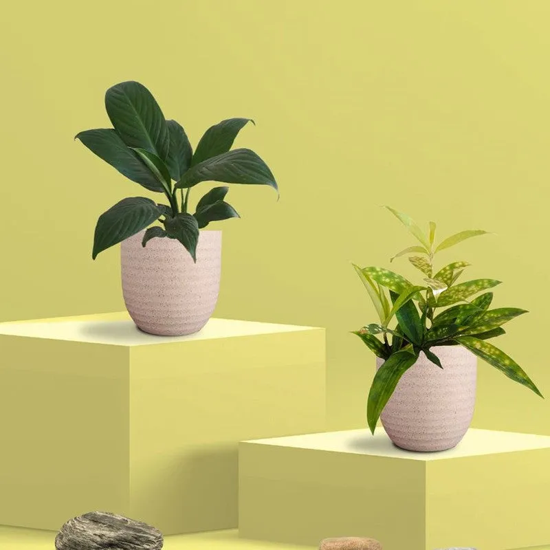 Greenkin Bamboo & Lily Live Plants (Ivory) - Set Of Two media 3