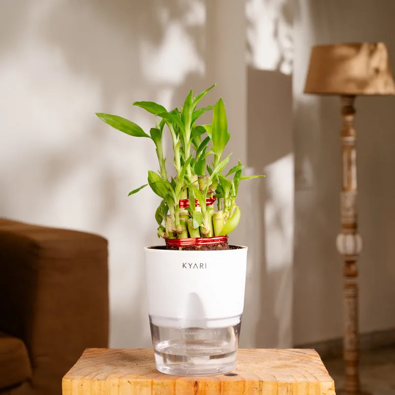 Kyari Lucky Bamboo With Self Watering Pot - White media 3