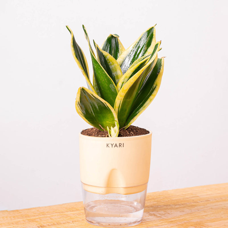 Kyari Golden Hahnii Snake Plant With Self Watering Pot (Ivory) - 18 cm media 6