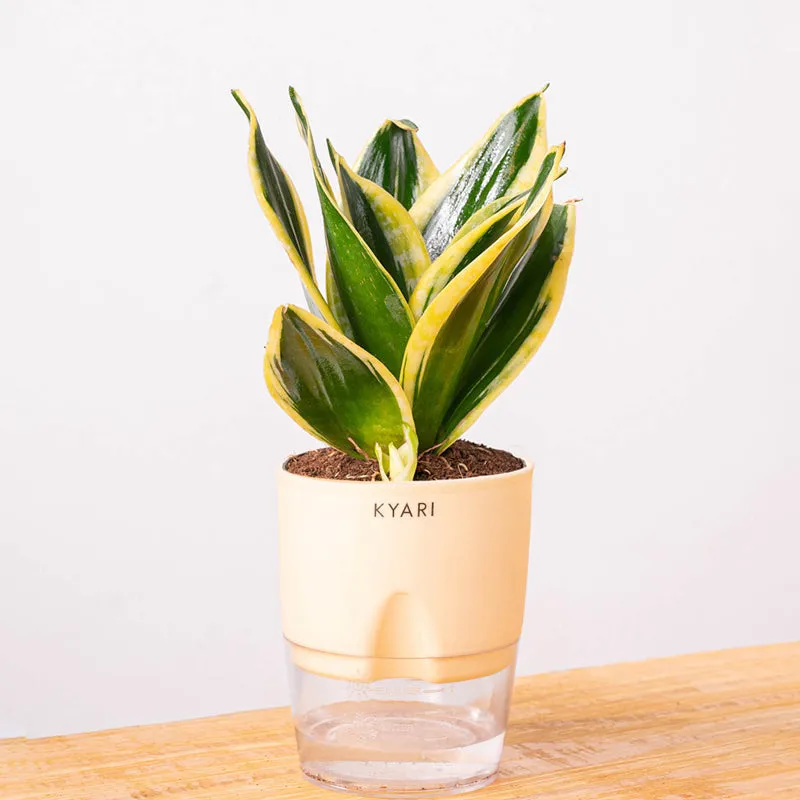 Kyari Golden Hahnii Snake Plant With Self Watering Pot (Ivory) - 18 cm - 6