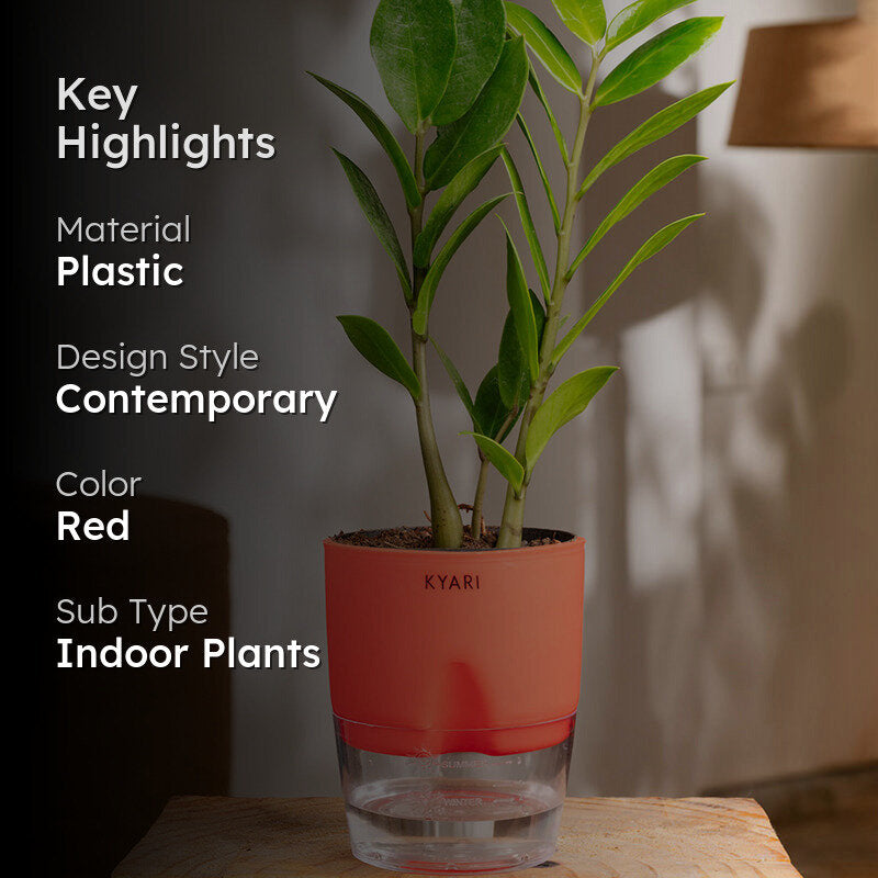 Kyari Zamioculcas Zamiifolia (ZZ) With Self Watering Pot - Red media 2