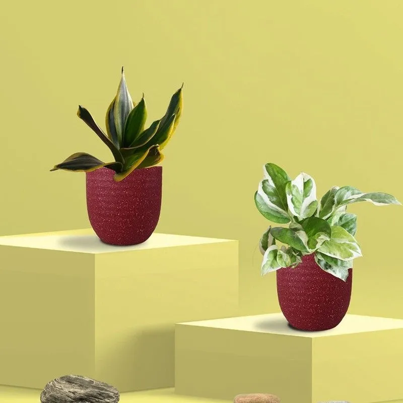 Greenkin Money Plant NJoy & Golden Snake Live Plants (Red) - Set Of Two media 3