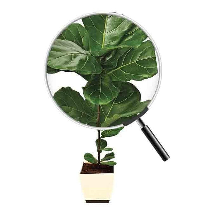 Ugaoo Ficus Lyrata Plant(Fiddle Leaf Fig) - 3.9 ft media 5