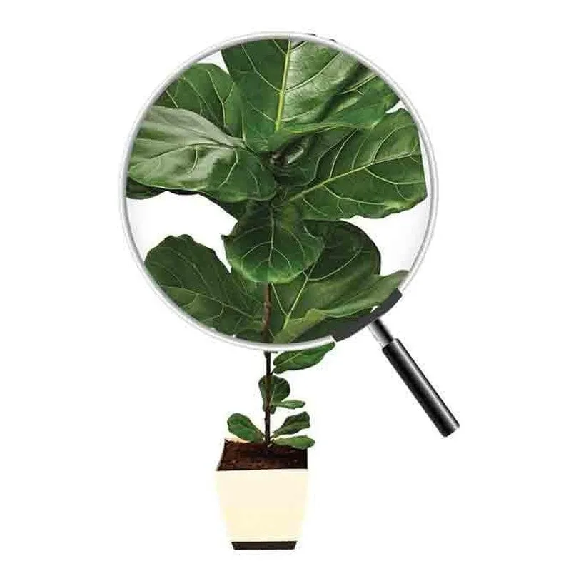 Ugaoo Ficus Lyrata Plant(Fiddle Leaf Fig) - 3.9 ft media 5