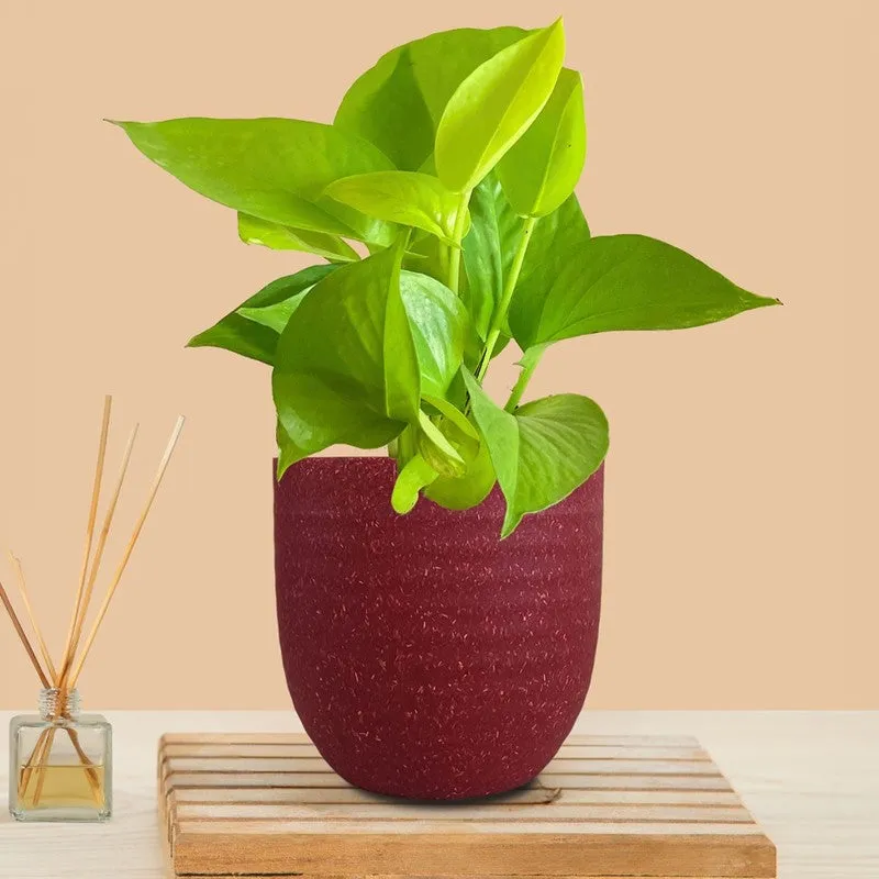 Greenkin Money Plant Golden Live Plant - Red media 3