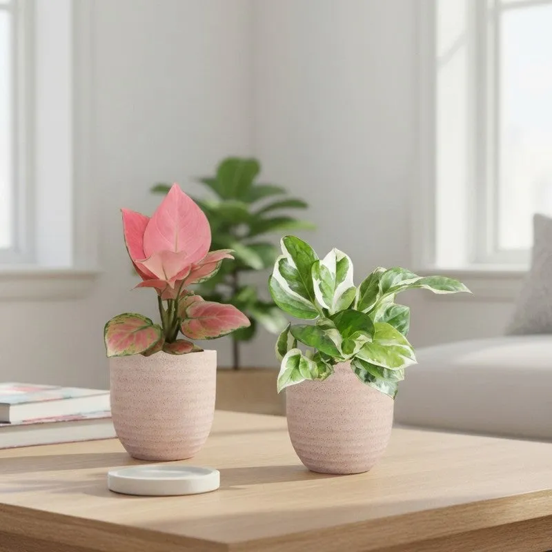Greenkin Aglaonema Pink & Njoy Live Plants (Ivory) - Set Of Two media 1
