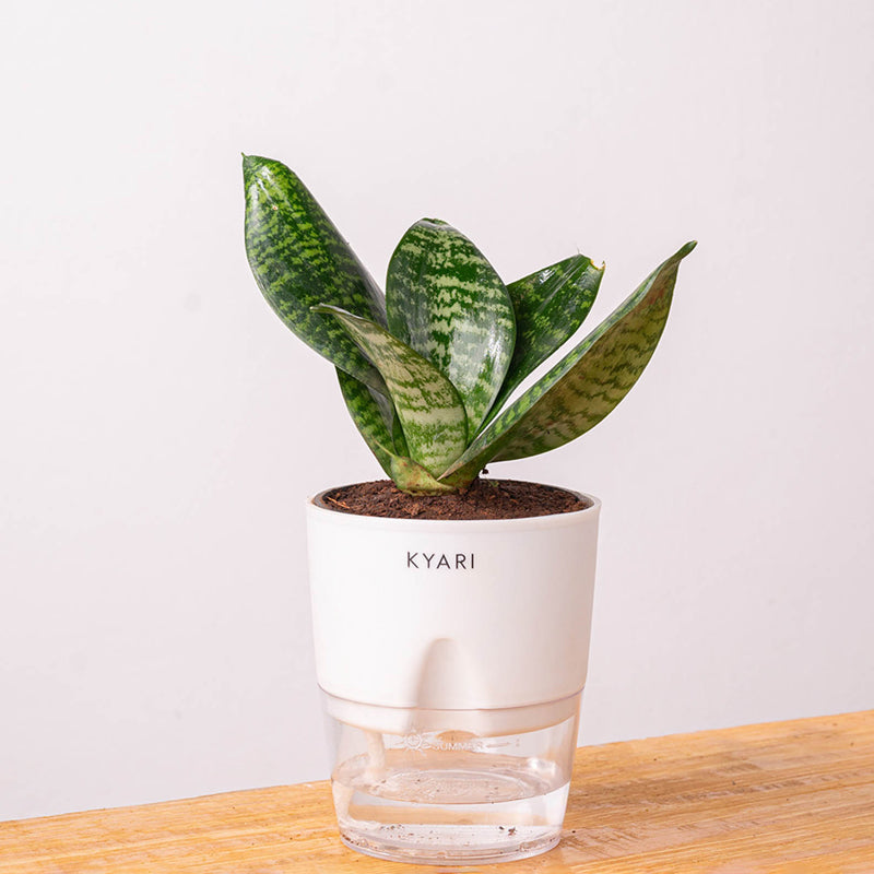 Kyari Sansevieria Snake Plant With Self Watering Pot (White) - 18 cm media 6