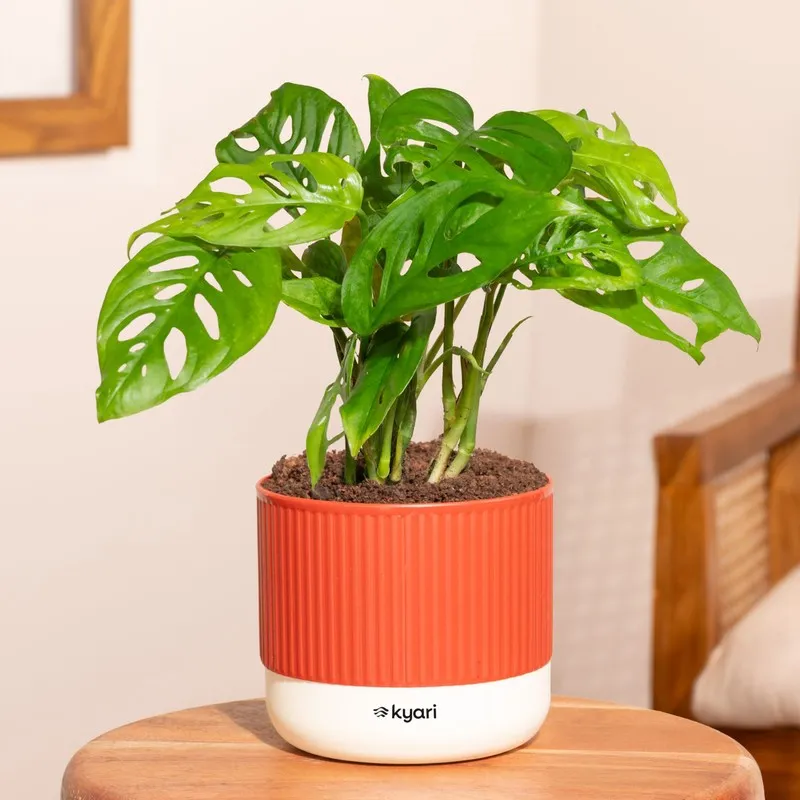 Kyari Broken Heart Plant with Self Watering Pot - Red media 1