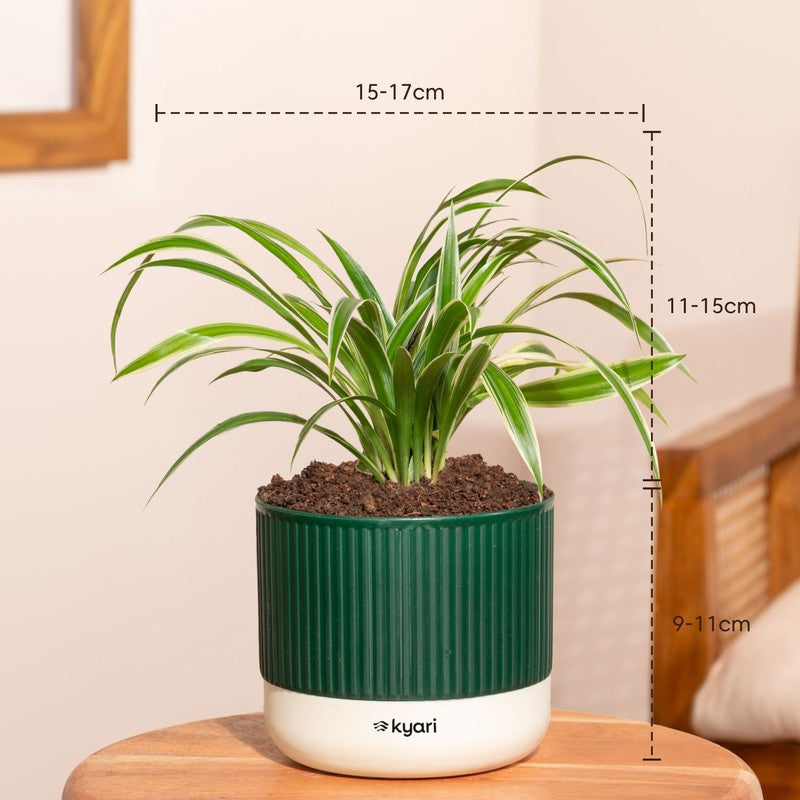 Kyari Spider Plant with Self Watering Pot - Green media 7