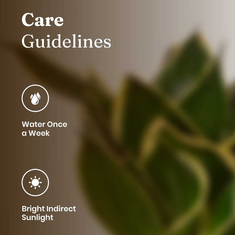 Kyari Golden Hahnii Snake Plant With Metal Self Watering Pot - Blue media 5