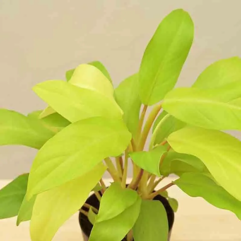Ugaoo Philodendron Ceylon Golden Plant media 4