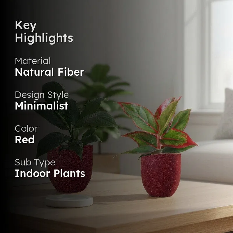 Greenkin Aglaonema Lipstick & Lily Live Plants (Red) - Set Of Two media 2