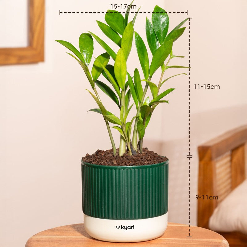 Kyari Zamia Green with Self Watering Pot - Green media 7