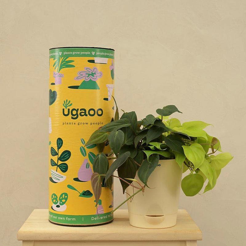 Ugaoo Philodendron Oxycardium Golden and Black Plant Bouquet media 3