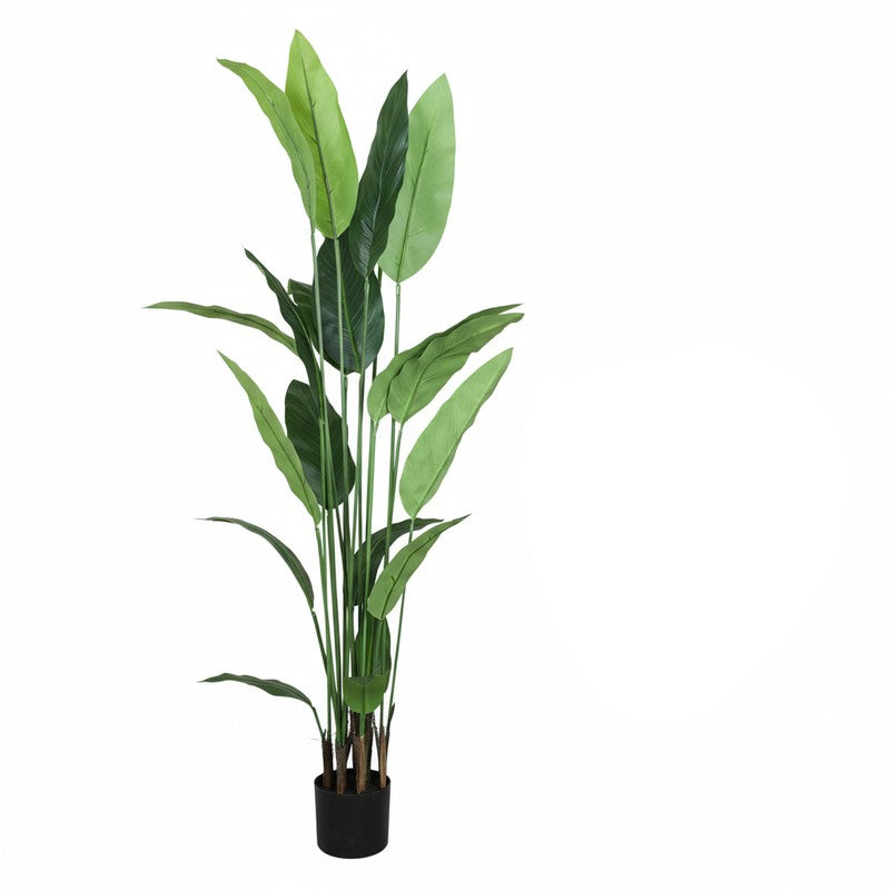 Artificial Strelitzia Plant With Black Fiber Pot - 5.2 Feet media 6