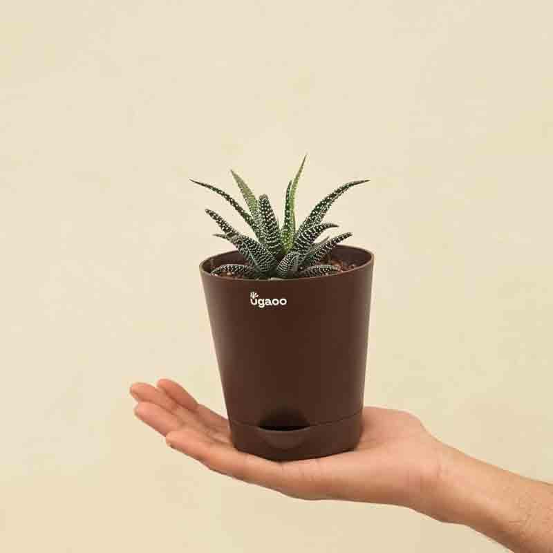 Ugaoo Haworthia Fasciata Plant media 6