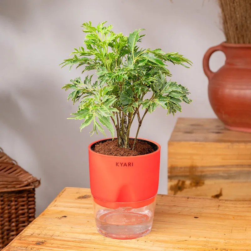 Kyari Aralia Green Plant With Self Watering Pot - Red media 3