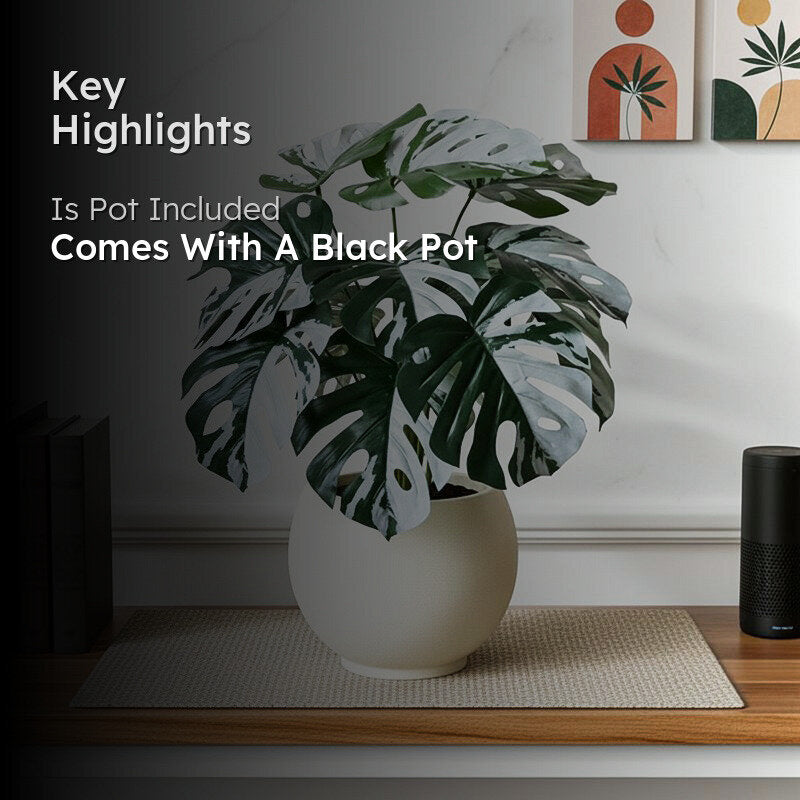 Faux Everlasting Albo Monstera Plant With Black Plastic Pot - 61 cm (2 ft) media 2