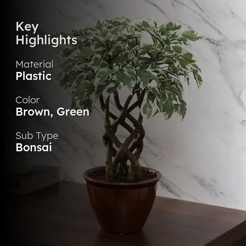 Faux Creeper Ficus Bonsai (41 cms) - Green & White media 2