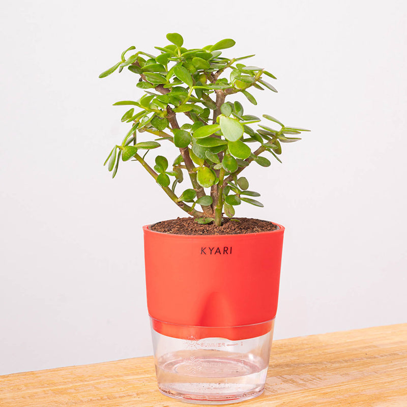 Kyari Jade Plant With Self Watering Pot (Red) - 18 cm media 6