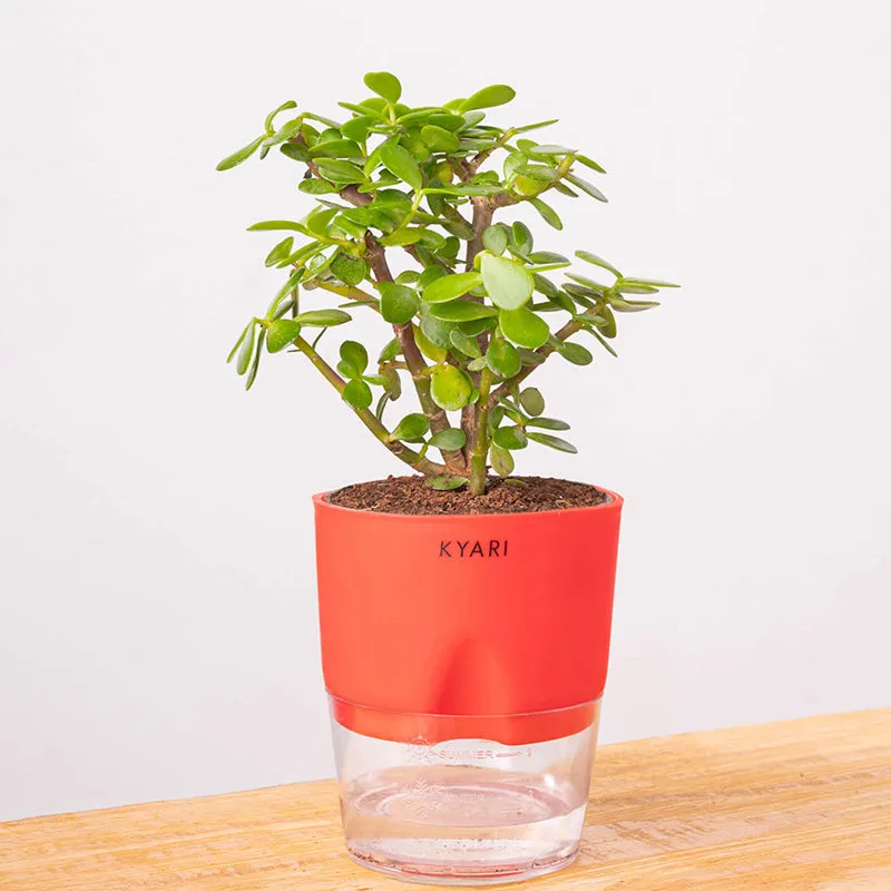 Kyari Jade Plant With Self Watering Pot (Red) - 18 cm media 6