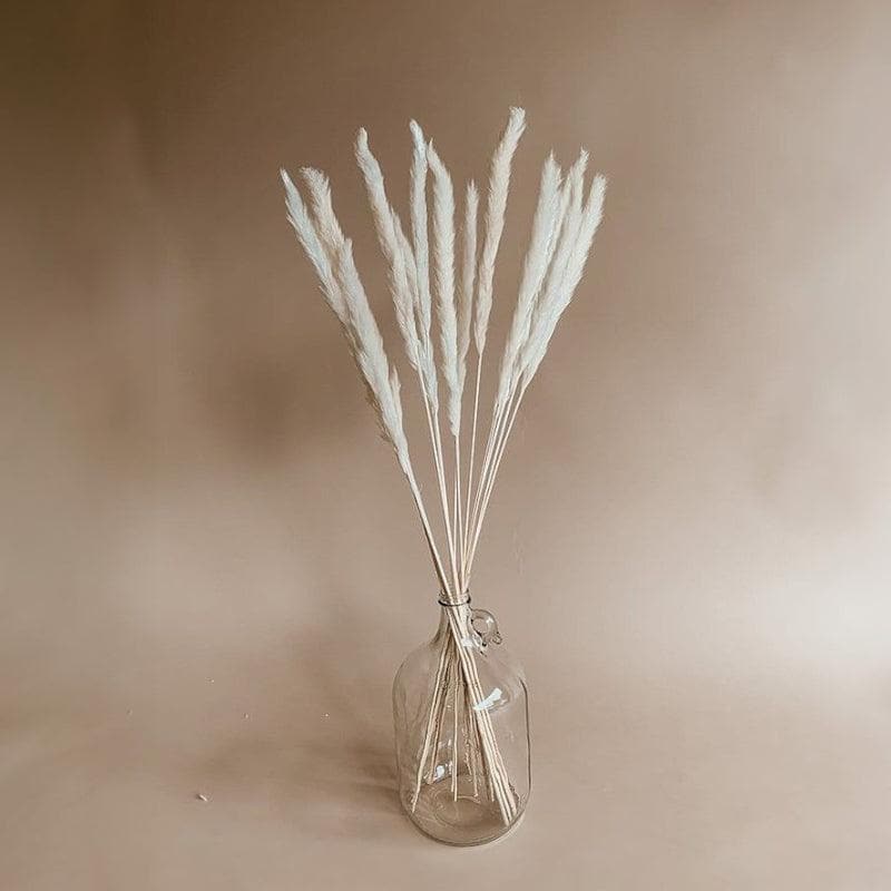 Mini Naturally Dried Pampas Stems (White) - Set Of Ten media 3