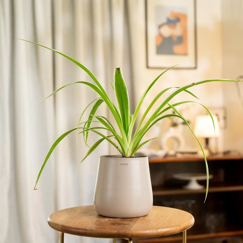 Kyari Spider Plant With Metal Self Watering Pot - Beige media 1