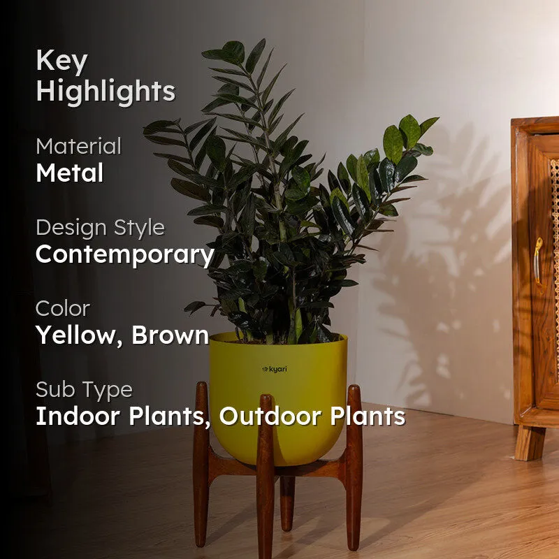 Kyari ZZ Plant With Metal Self Watering Pot (Yellow) - 2.4 Feet media 2