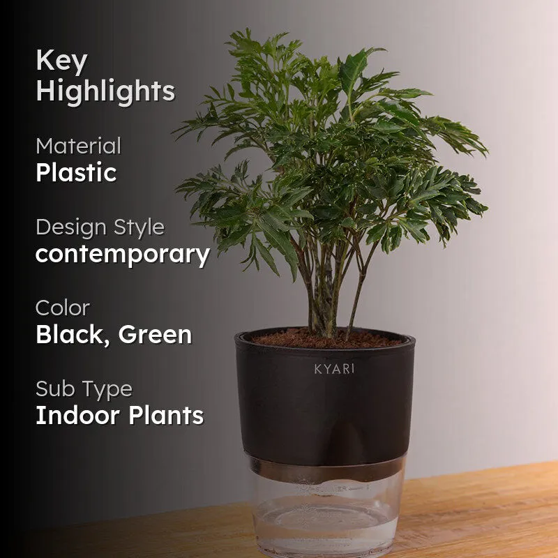 Kyari Aralia Green Plant With Self Watering Pot - Black media 2