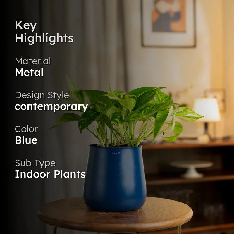 Kyari Areca Palm With Metal Self Watering Pot - Blue media 2