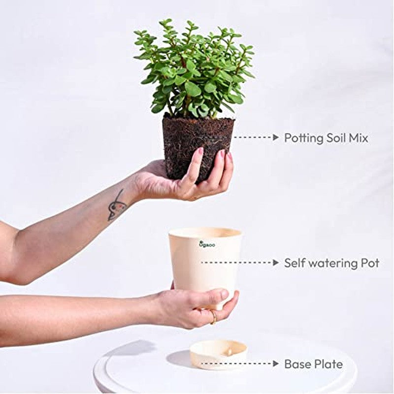 Ugaoo Jade Mini Plant-Small media 7