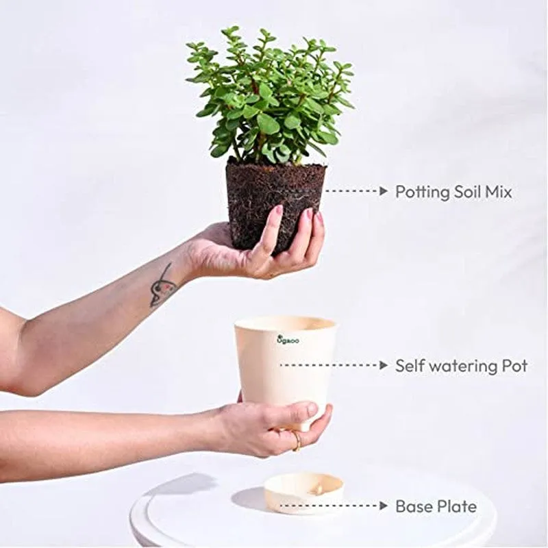 Ugaoo Jade Mini Plant-Small media 7