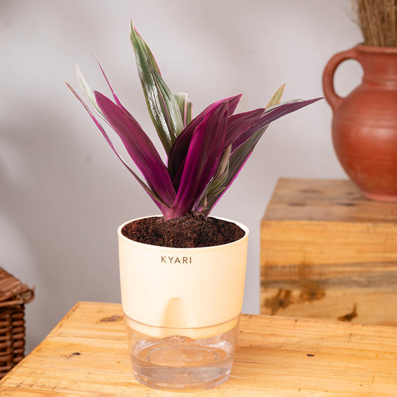 Kyari Oyster Plant With Self Watering Pot (Cream) - 18 cm media 3