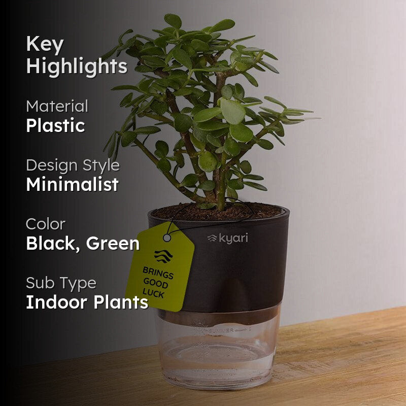 Kyari Lucky Jade Plant With Self Watering Pot - Black media 2