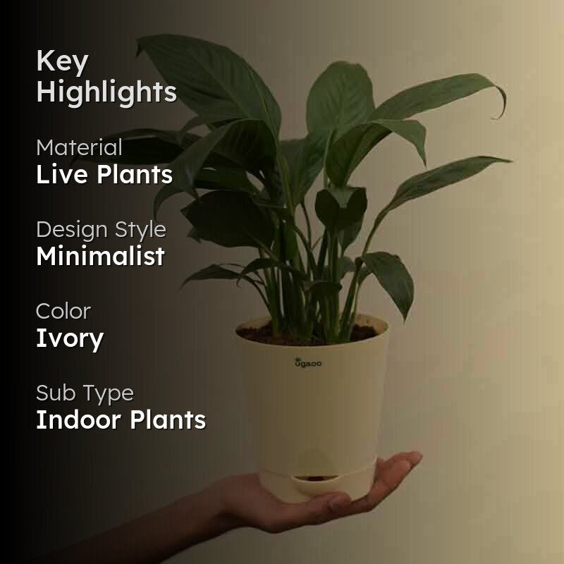 Ugaoo Peace Lily Plant - 20cm media 2