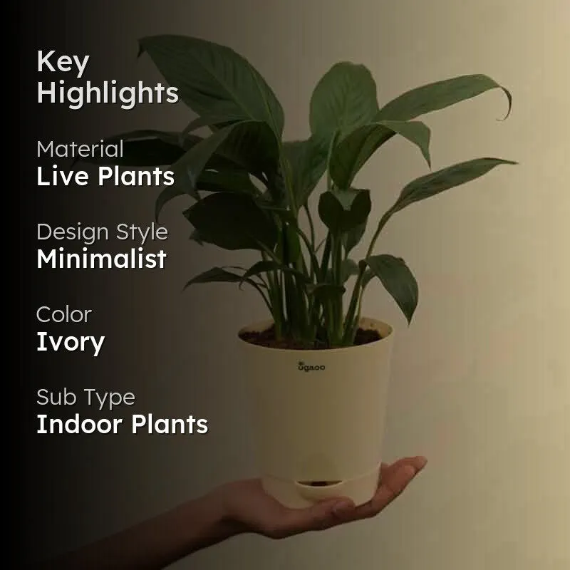 Ugaoo Peace Lily Plant - 20cm media 2