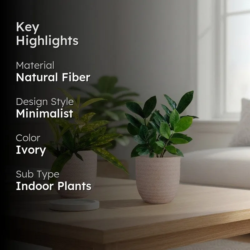 Greenkin ZZ & Bamboo Live Plants (Ivory) - Set Of Two media 2