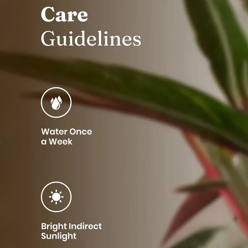 Kyari Calathea Triostar With Self Watering Pot - Ivory media 5