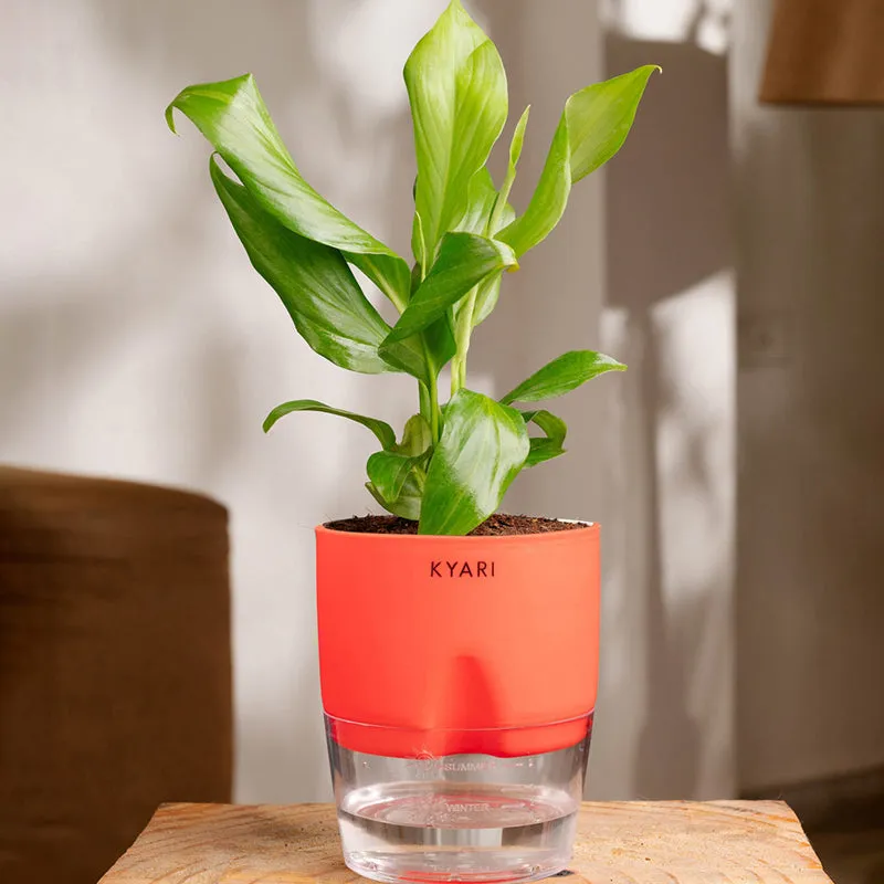 rubber tree for sale Rubber Plant | Ficus elastica | Burgundy