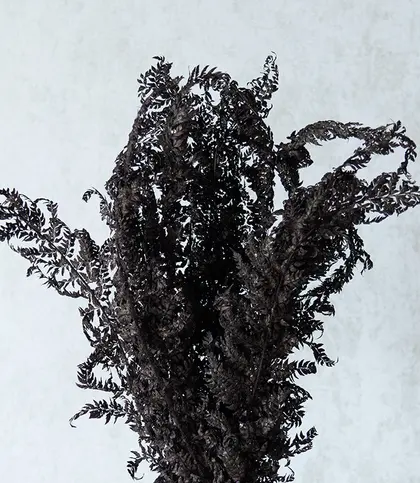 Dried Flowers & Leaves