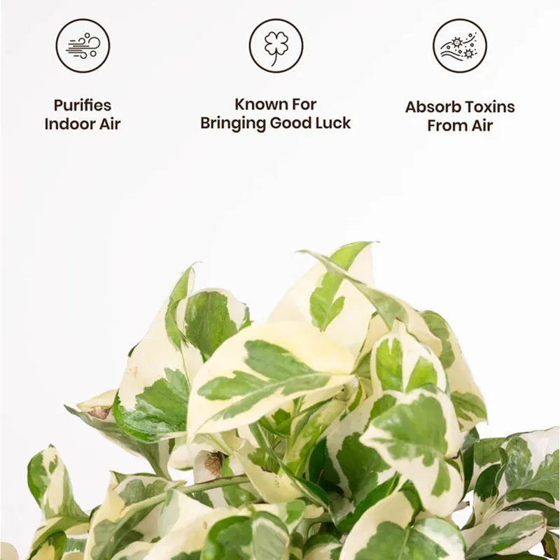Kyari Money Plant With Self Watering Pot (Cream) - 18 cm media 4