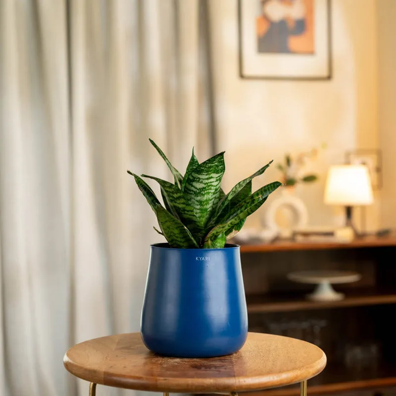 Kyari Snake Plant With Metal Self Watering Pot - Blue media 1