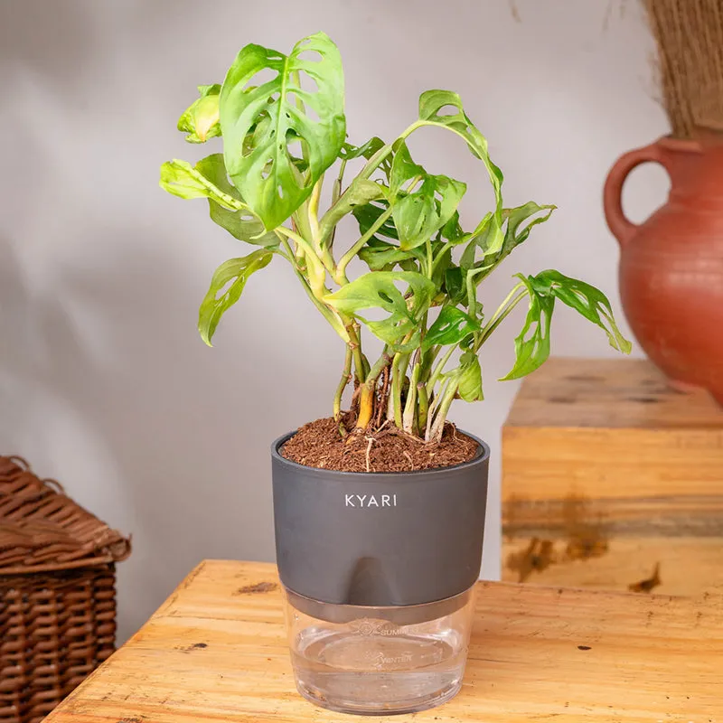Kyari Philodendron/Broken Heart Plant With Self Watering Pot (Grey) - 18 cm media 3