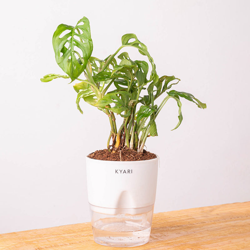 Kyari Philodendron Broken Heart With Self Watering Pot - White media 6
